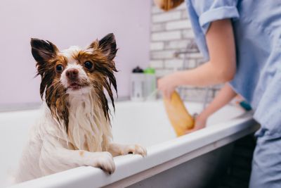 Pet Grooming and Pet Sitting Insurance in Acworth, GA by Jones Group Insurance Services