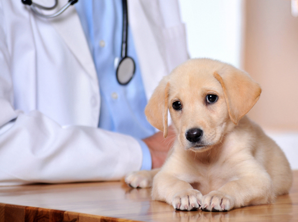 Marietta, Acworth, GA Pet Clinic Insurance